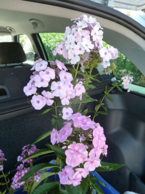 Nuer_Phlox_13_P1090323.jpg