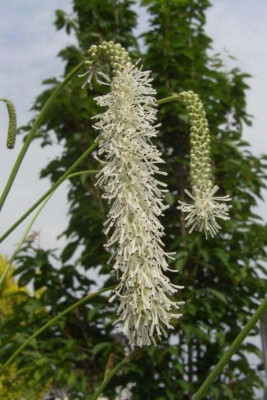 Sanguisorba_tenuifolia_var._alba.jpg