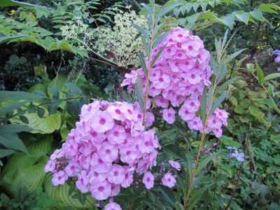 Herbstwalzer_130907.jpg
