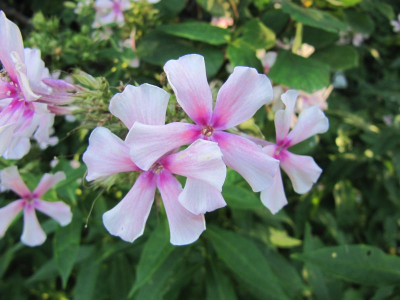 Phlox_Frau_Schuster_130907.jpg