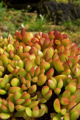 Sedum_obtusatum.jpg