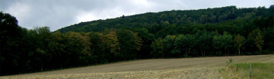 waldrandtotale-080913.jpg