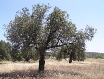 a_rhodos_11.jpg