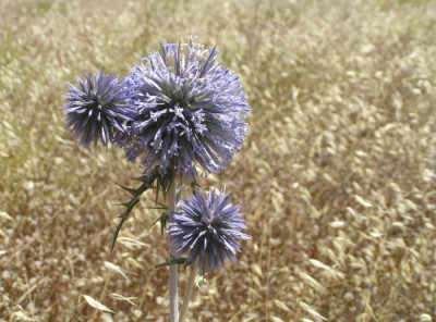 a_rhodos_12.jpg