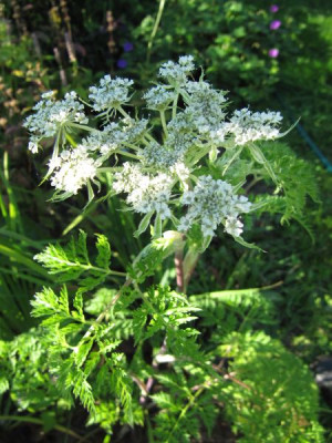 Selinum_wallichianum_130905.jpg