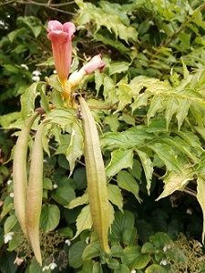 P9010279_klein.jpg