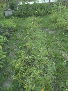 tomaten1.jpg