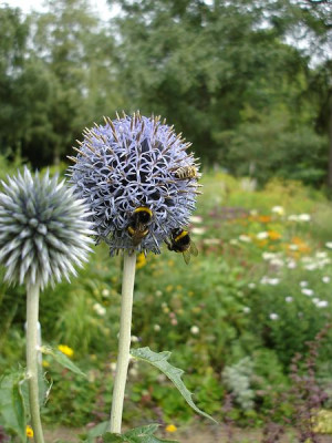 GMH_Gartenkolumne_2013_10.jpg
