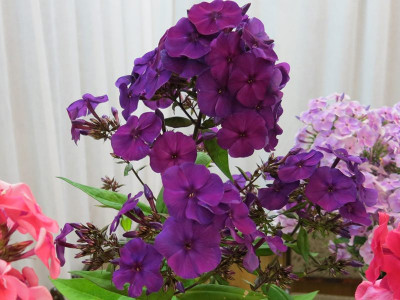 Schopeniana.jpg