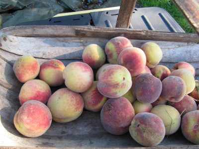 Nachbars_Pfirsiche_130906.jpg