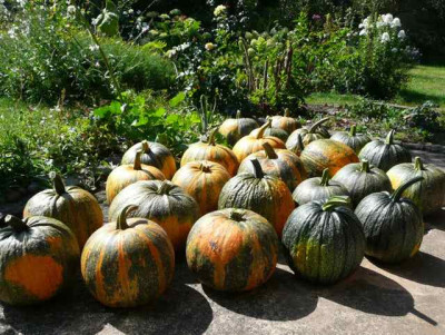 ernte_130908.jpg