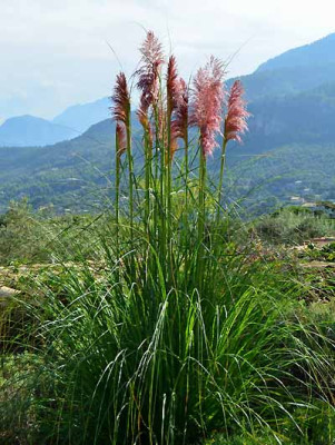cortaderia_pink.jpg