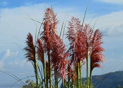 cortaderia_pink2.jpg
