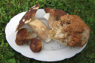 pilzesept13.jpg