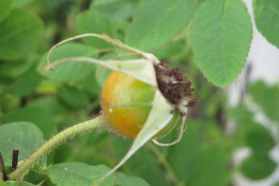 minettebutte13.jpg