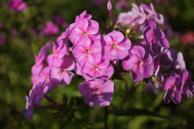 Phlox_Bertha.jpg