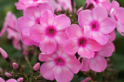 Phlox_Oljenka.jpg