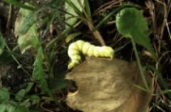 PICT1341.jpg