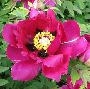 P.rockii-Vater.jpg