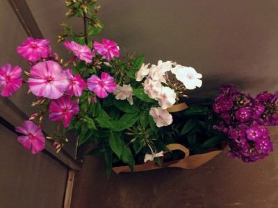 boga-phlox-2013_1_zg.jpg