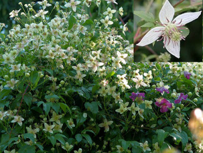 serratifolia_Grace_2013.jpg