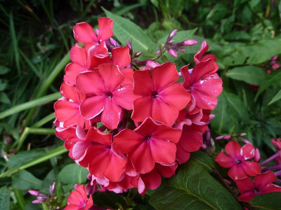 Phlox_Starfire_P10900832.jpg