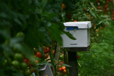 Tomaten-Juli-2.jpg