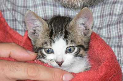 katzenbaby.jpg