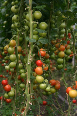 Tomaten-Juli-3.jpg