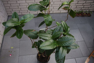 C._amplexicaulis_15.09.2013.jpg
