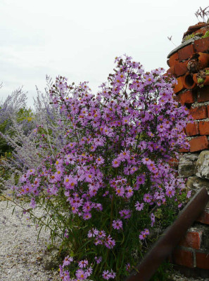 s16_aster_rosa.jpg