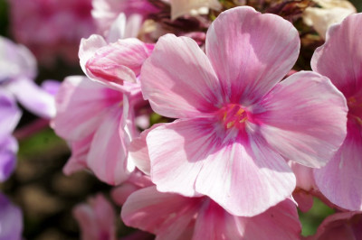 Hl._Phlox.jpg