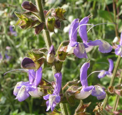Salvia_forskaohlei5.jpg