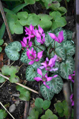 Cyc_lamen_purpurascens.jpg