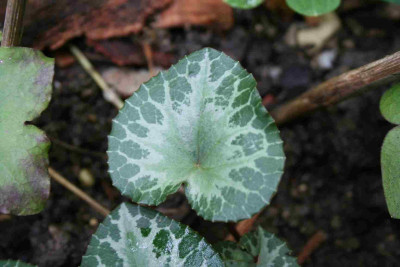 Cyc_lamen_purpurascens_2.jpg