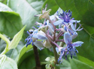 Dichroa_versicolor.jpg