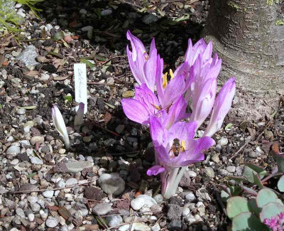comp_Colchicum_davisii_1_17.09.13.jpg