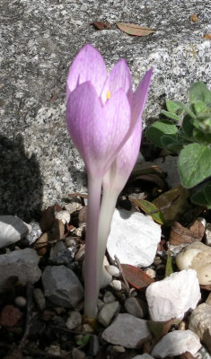comp_Colchicum_davisii_2_17.09.13.jpg