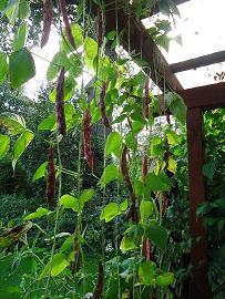 Borlotti-Bohnen.JPG