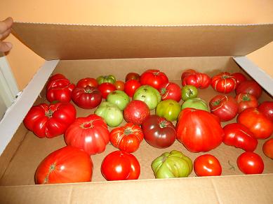 Bienchens_Tomaten.JPG