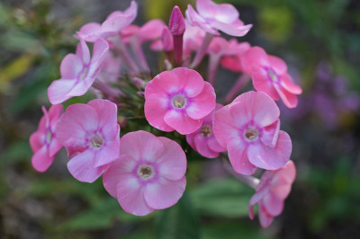 Phlox_p._Luise.jpg