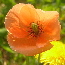 Mohn2av.jpg