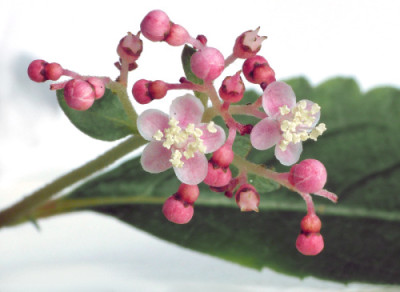 Cardiandra_moellendorffii.jpg