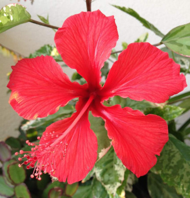 Hibiscus_Cooperi_09-2013_900x900_80KB.jpg