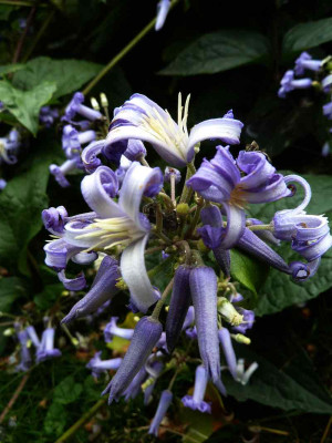 Clematis_Cote_dAzure_P10903291.jpg