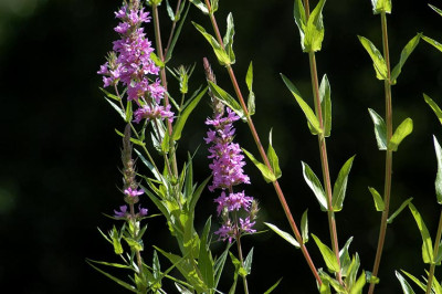 blutweiderich_12432.jpg