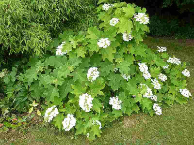 Hydrangea_quercifolia_P10802931.jpg