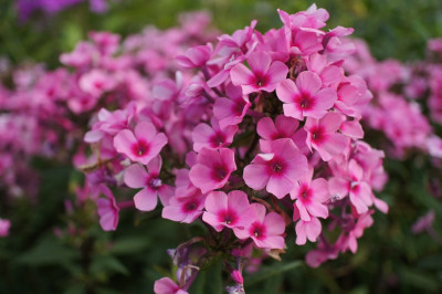 Oleander_zL.jpg