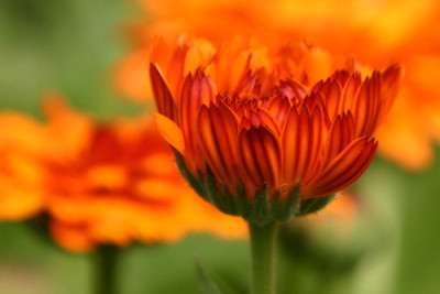 Calendula-Juli-2.jpg