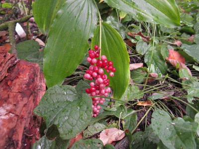 Smilacina_racemosa_Frucht800x600.jpg